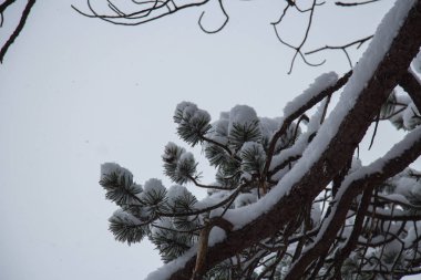 Karla kaplı bir ağaç dalı yeşil çam, yakın çekim