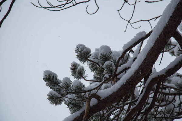 Закрыть зеленую сосновую ветвь дерева, покрытого снегом
