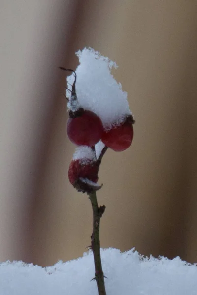 Close up of rose hip in winter covered with snow.
