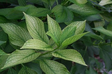 Bir bahçe bitki yeşil bir dalı.