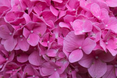 Ortanca çiçek kapatın. Pembe çiçekler. Bahçe Bitkileri.