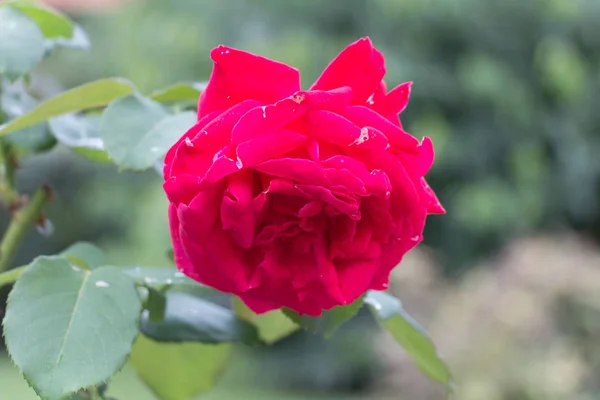 Rose. Crimson flower. Garden plants. — Stock Photo, Image