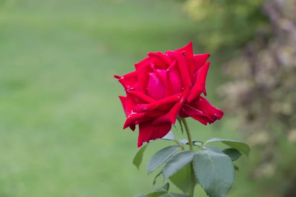 Rose. Crimson bloem. Tuinplanten. — Stockfoto