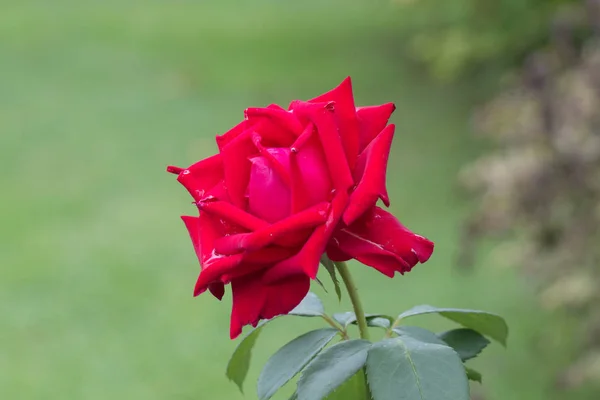 Rose. Crimson bloem. Tuinplanten. — Stockfoto