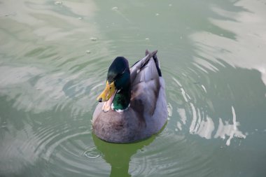 Yeşil su birikintisi üzerinde bir ördek.