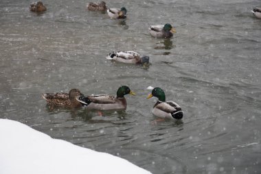 Kış zamanında bir Gölde ördekler. Berchtesgaden, Bavyera, Almanya.