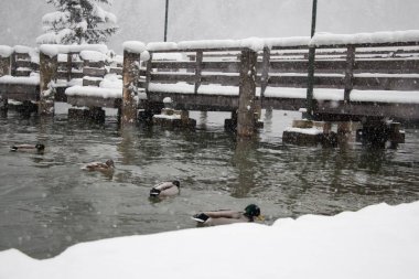 Konigssee gölde kış kar fırtınasında köprüde. Berchtesgaden, Bavyera, Almanya.
