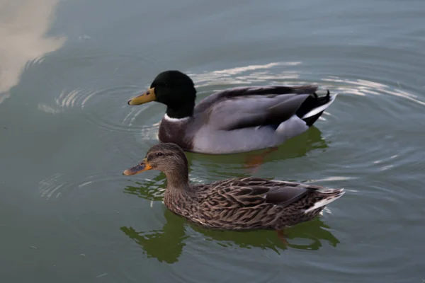 Enten auf einem grünen Teich. — Stockfoto