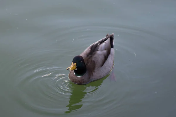 Un pato en un estanque de agua verde . — Foto de Stock