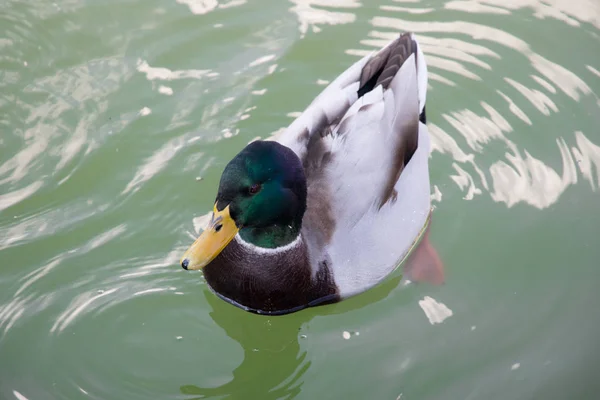 Eine Ente auf einem grünen Teich. — Stockfoto