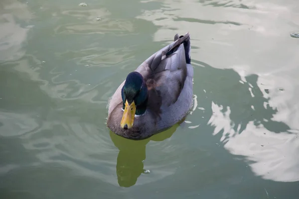 En anka på ett grönt vatten dammen. — Stockfoto