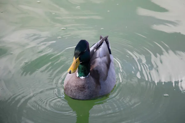 Eine Ente auf einem grünen Teich. — Stockfoto