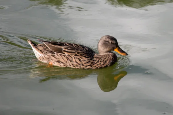 Eine Ente auf einem grünen Teich. — Stockfoto