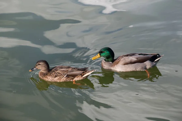 Coppia di anatre su un laghetto verde . — Foto Stock