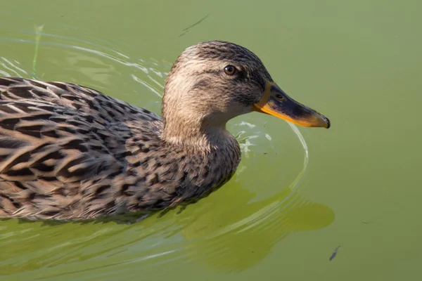 Close up of a duck on a green water pond.