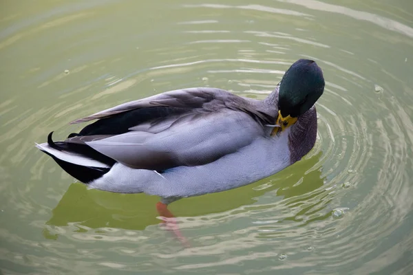 Eine Ente putzt Federn in einem grünen Teich. — Stockfoto