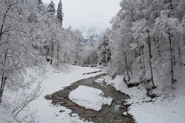 Río frío entre árboles cerca de la garganta de Partnach en invierno. Garmisch-Partenkirchen. Alemania . — Foto de Stock