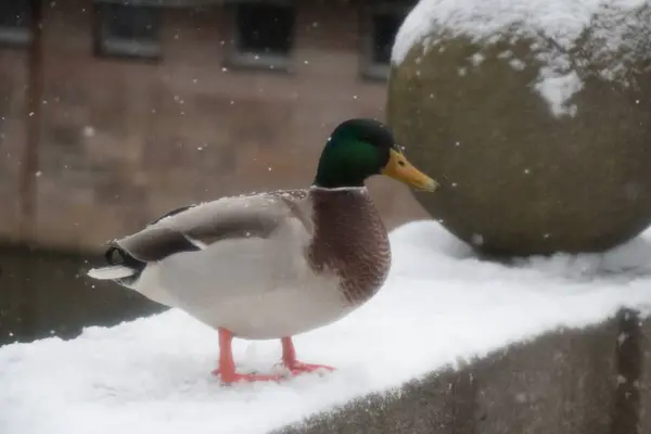 Ente aus nächster Nähe im Winter. Seitenansicht. — Stockfoto