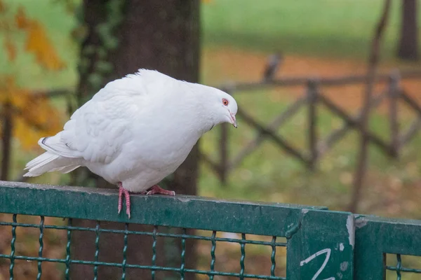 Weiße Taube sitzt auf einem Zaun und neigt seinen Kopf. — Stockfoto