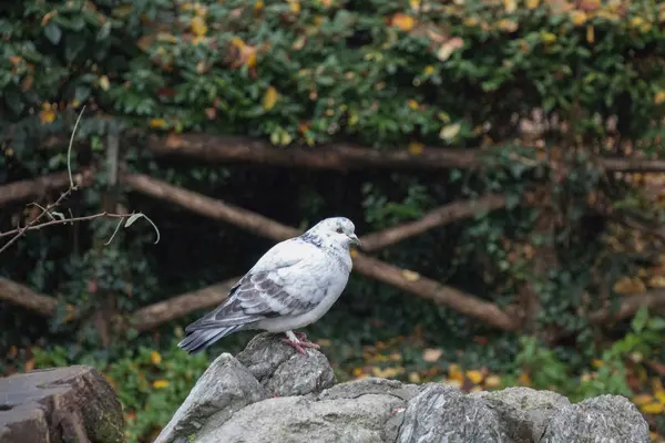 Pombo de penas branco e cinzento sentado sobre uma rocha . — Fotografia de Stock