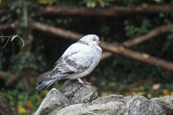 White and grey feathered pigeon sitting on a rock closed his eyes. — Stock Photo, Image