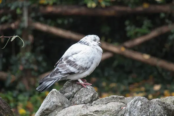 Pombo de penas branco e cinza sentado em uma rocha fechou os olhos . — Fotografia de Stock