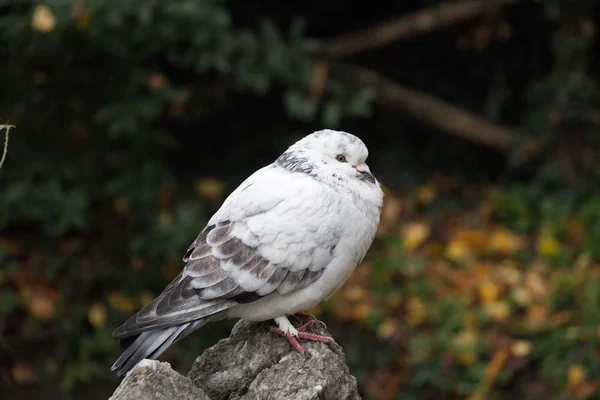 Branco e cinza penas babados pombo sentado em uma pedra . — Fotografia de Stock