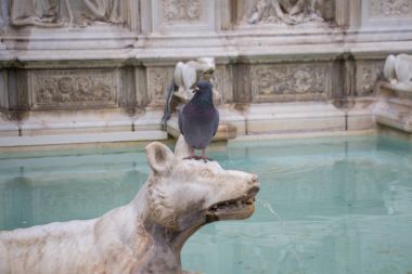 Bir güvercin kurt başında çeşme joy, Piazza del Campo, Siena, Toskana, İtalya