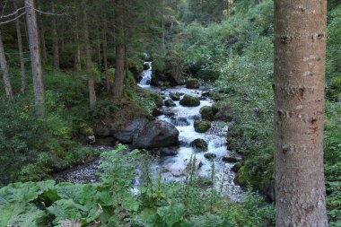Alpler Dağı orman hızlı Nehri.