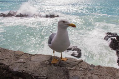 Arka planda deniz manzarası olan bir taşın üzerindeki martıyı kapat.