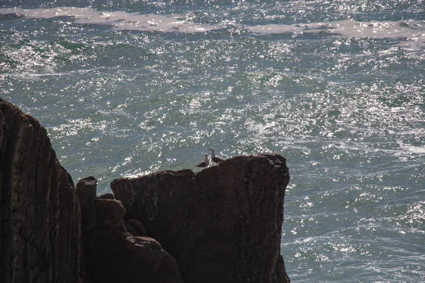 Dwa mewy na skale z morzem na tle. — Zdjęcie stockowe