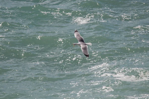 Gaivota gritando está voando acima das ondas do mar . — Fotografia de Stock