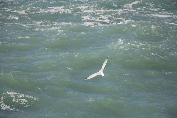 Un gabbiano vola sopra le onde del mare . — Foto Stock