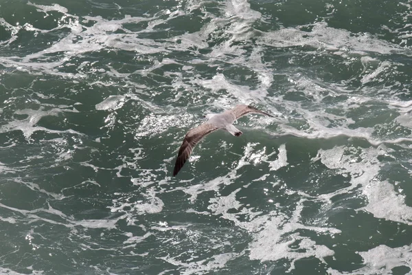Uma gaivota voa acima das ondas do mar . — Fotografia de Stock