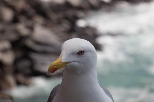 Vue rapprochée d'une mouette sur une pierre avec paysage marin sur fond . — Photo