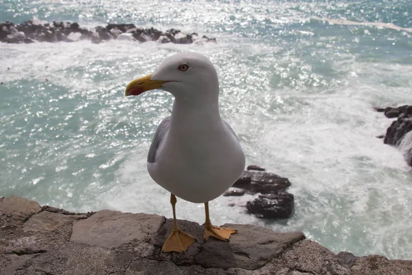 Vue rapprochée d'une mouette sur une pierre avec paysage marin sur fond . — Photo