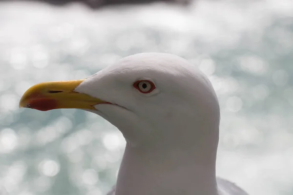 Photographie en gros plan de la tête de mouette blanche . — Photo