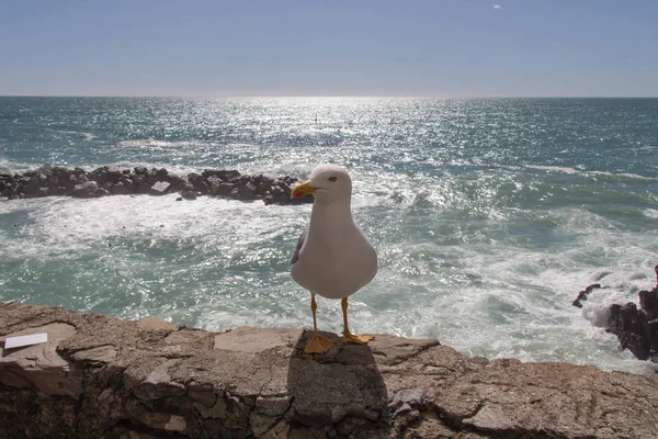 Vue rapprochée d'une mouette sur une pierre avec paysage marin sur fond . — Photo