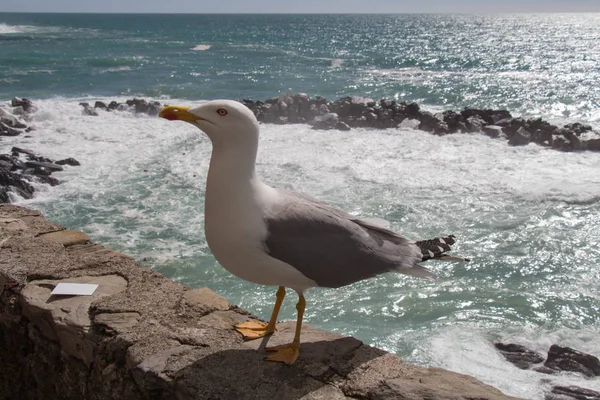 Vue rapprochée d'une mouette sur une pierre avec paysage marin sur fond . — Photo