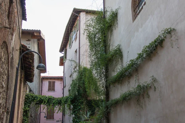 Vue Des Plantes Vertes Qui Poussent Sur Mur Bâtiment — Photo