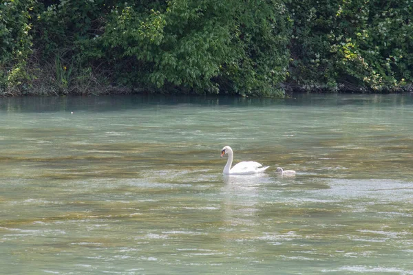 Vista Cisne Blanco Con Una Chica Nadando Río — Foto de Stock