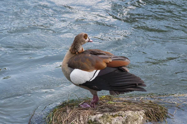 Der Blick Auf Die Ägyptische Gans Oder Alopochen Aegyptiaca Auf — Stockfoto