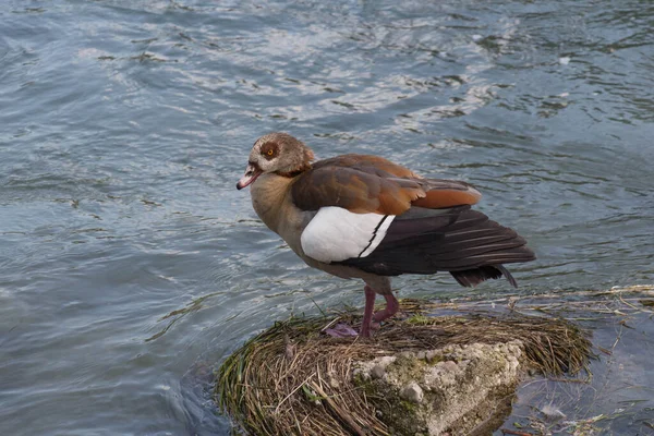 Der Blick Auf Die Ägyptische Gans Oder Alopochen Aegyptiaca Auf — Stockfoto