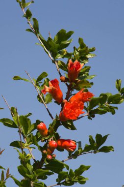 Arkaplanda mavi gökyüzü olan çiçek açan nar dalının görüntüsünü kapat.
