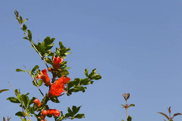 Vista Vicino Del Ramo Melograno Fiore Con Cielo Blu Sullo — Foto Stock