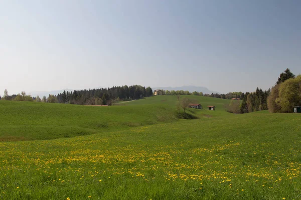 Vista Del Classico Paesaggio Rurale Campo Verde Con Fiori Gialli — Foto Stock