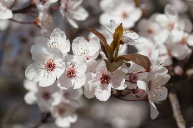 Kiraz ağacının çiçeklerinin yakın görüntüsü.