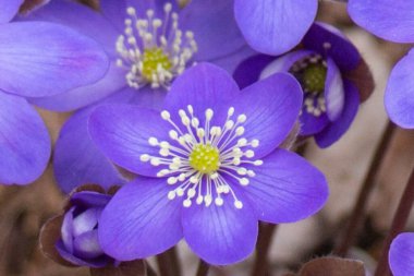 İlkbaharda karaciğer yaprağı çiçeği veya hepatikanın yakın görüntüsü.