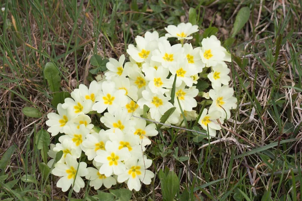 Στενή Άποψη Του Λουλουδιού Primula Vulgaris Την Άνοιξη — Φωτογραφία Αρχείου