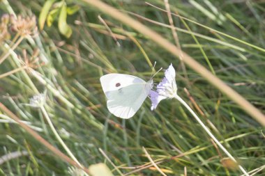 Bir bahçenin manzarası beyaz ya da bir çiçeğin üzerindeki piercing.